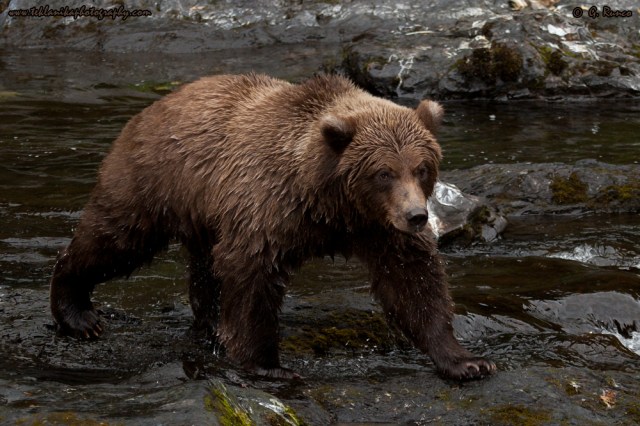 © Teklanika Photography 2014