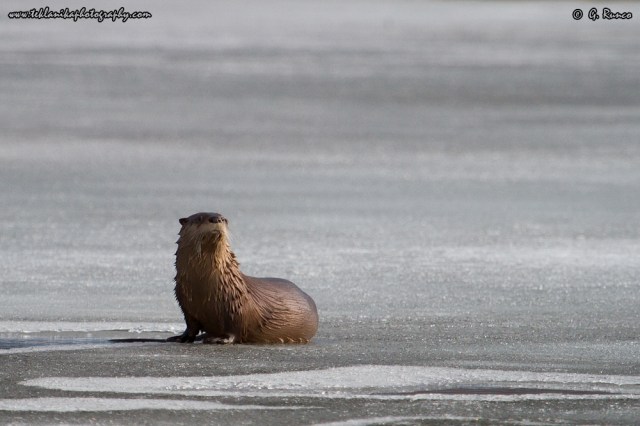 © Teklanika Photography 2014
