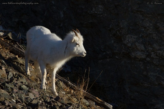© Teklanika Photography 2014