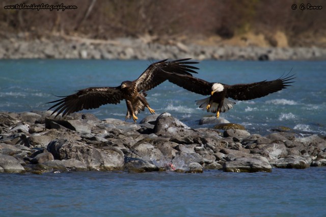 © Teklanika Photography 2014