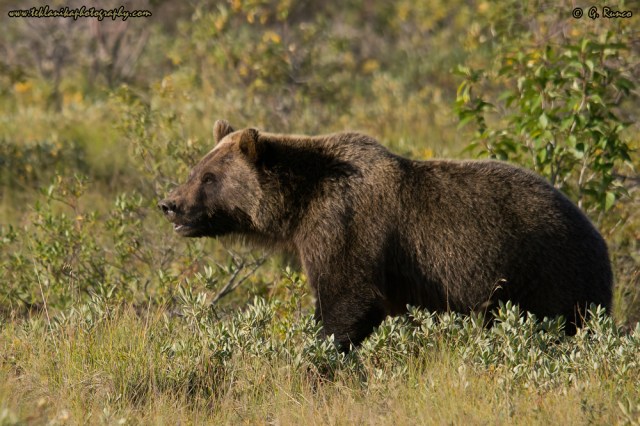© Teklanika Photography 2012
