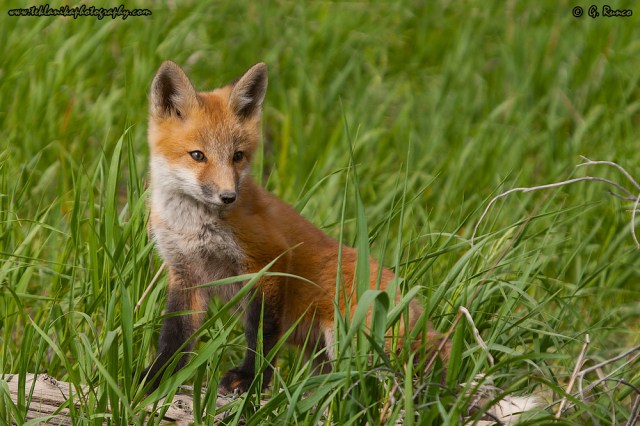 © Teklanika Photography 2009