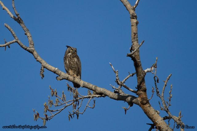 © Teklanika Photography 2014