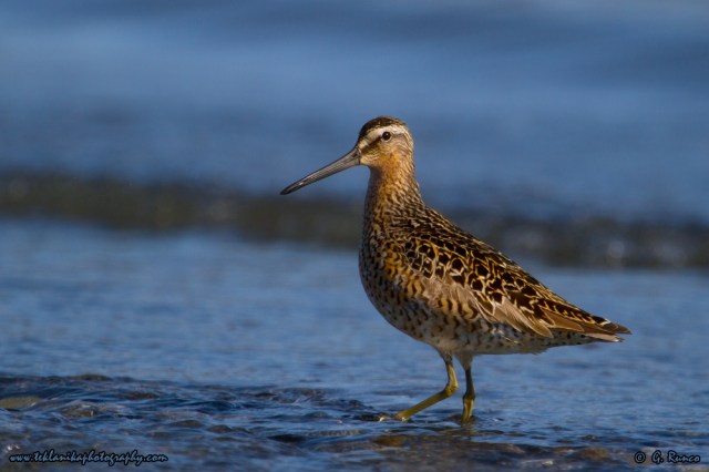 © Teklanika Photography 2014