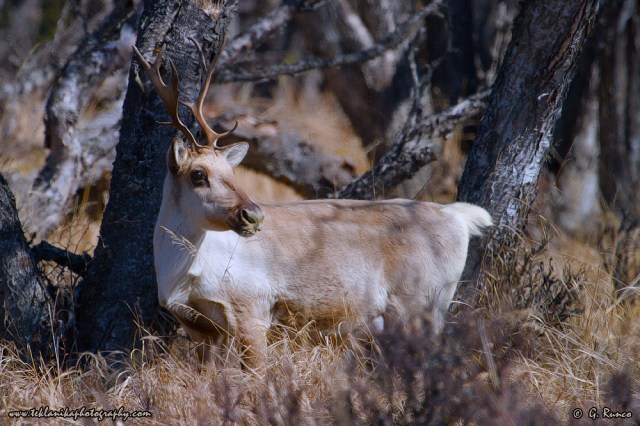 © Teklanika Photography 2014