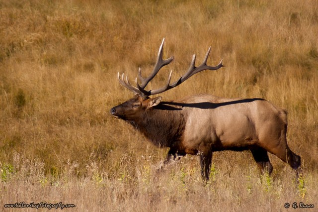 © Teklanika Photography 2010