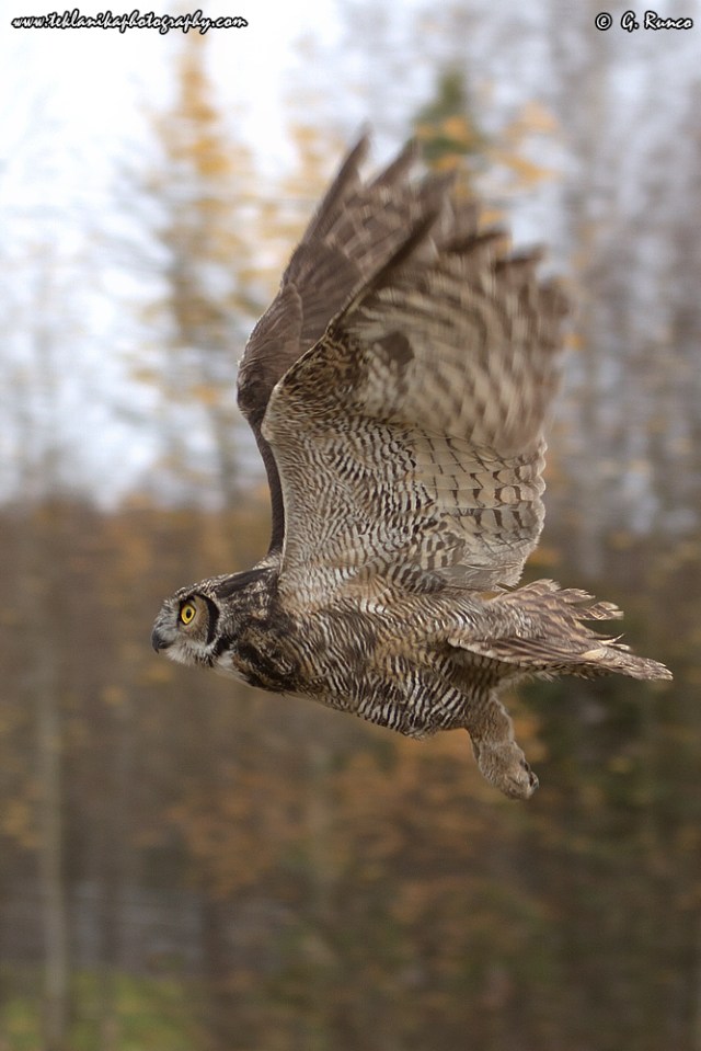 © Teklanika Photography 2013