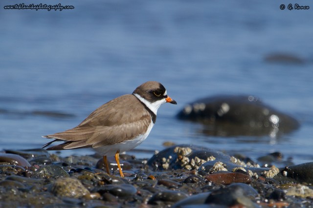 © Teklanika Photography 2014