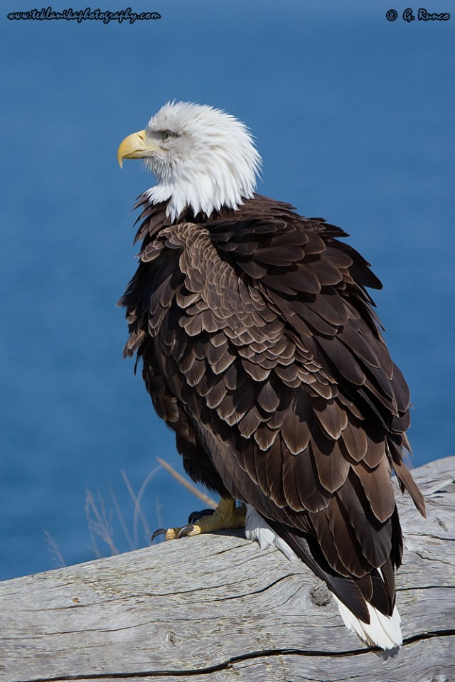 © Teklanika Photography 2014