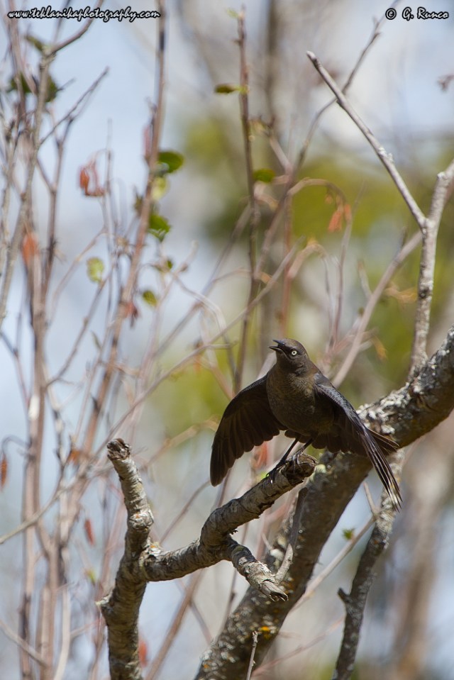 © Teklanika Photography 2014