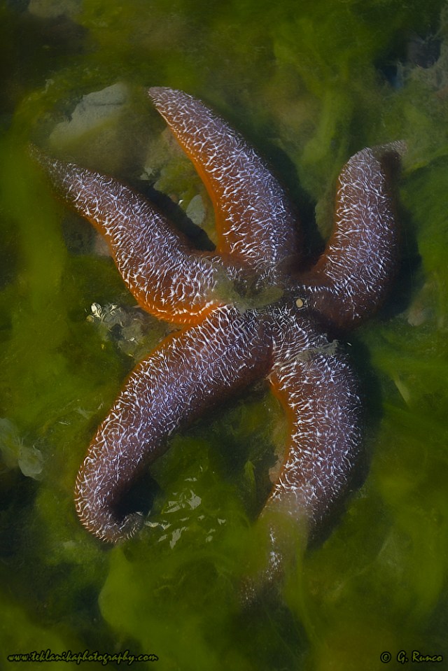 © Teklanika Photography 2014