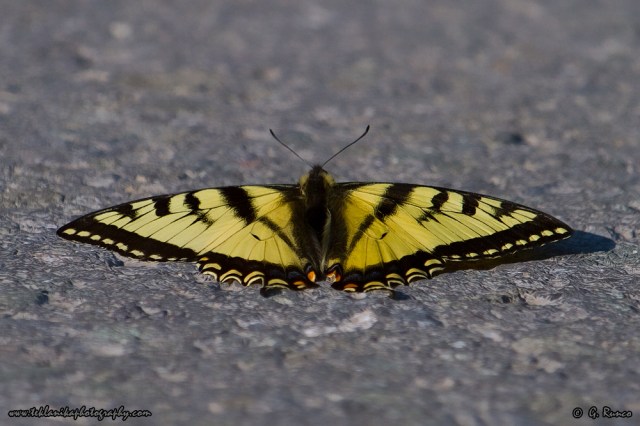 © Teklanika Photography 2014