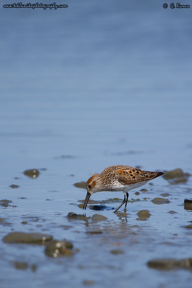 © Teklanika Photography 2014