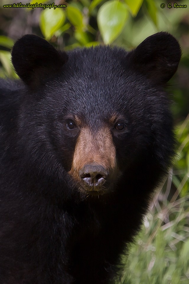 © Teklanika Photography 2014