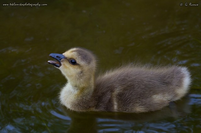 © Teklanika Photography 2014