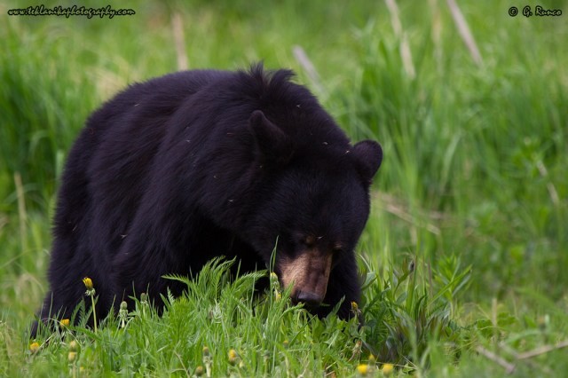 © Teklanika Photography 2014