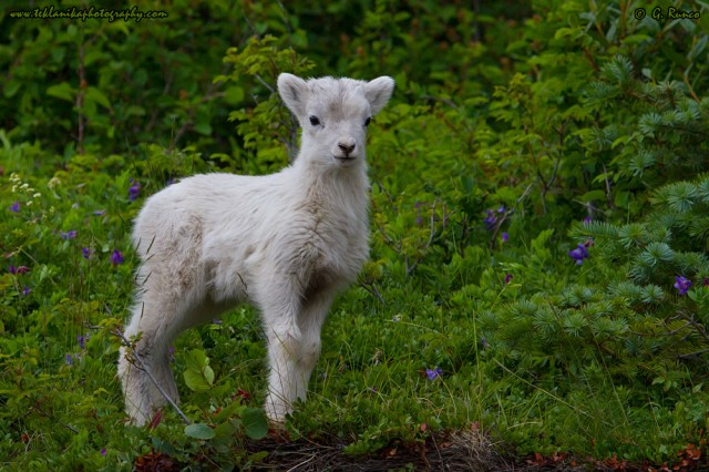 © Teklanika Photography 2014