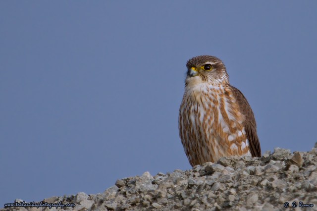 © Teklanika Photography 2014