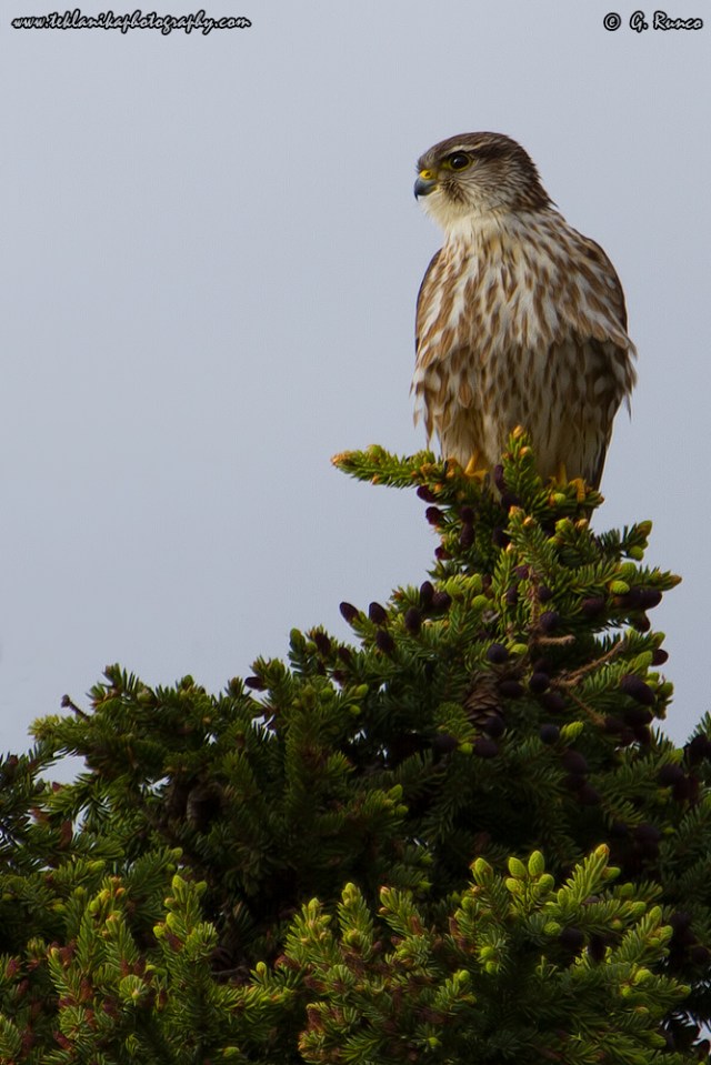 © Teklanika Photography 2014