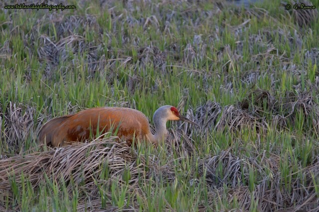 © Teklanika Photography 2014