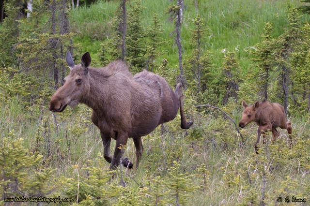 © Teklanika Photography 2014