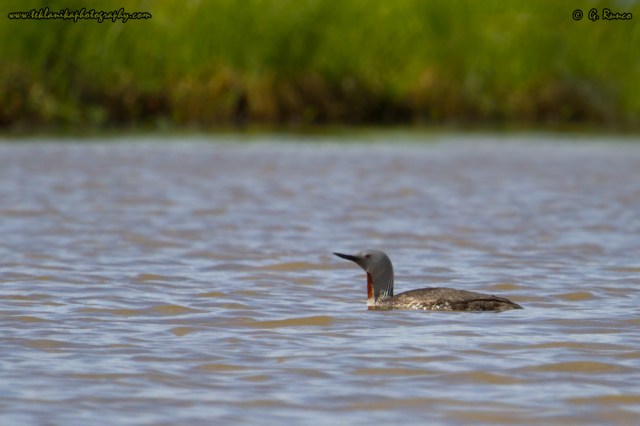 © Teklanika Photography 2014