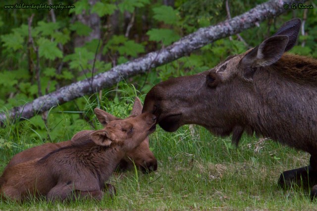 © Teklanika Photography 2014