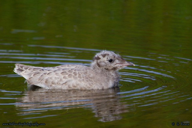 © Teklanika Photography 2014