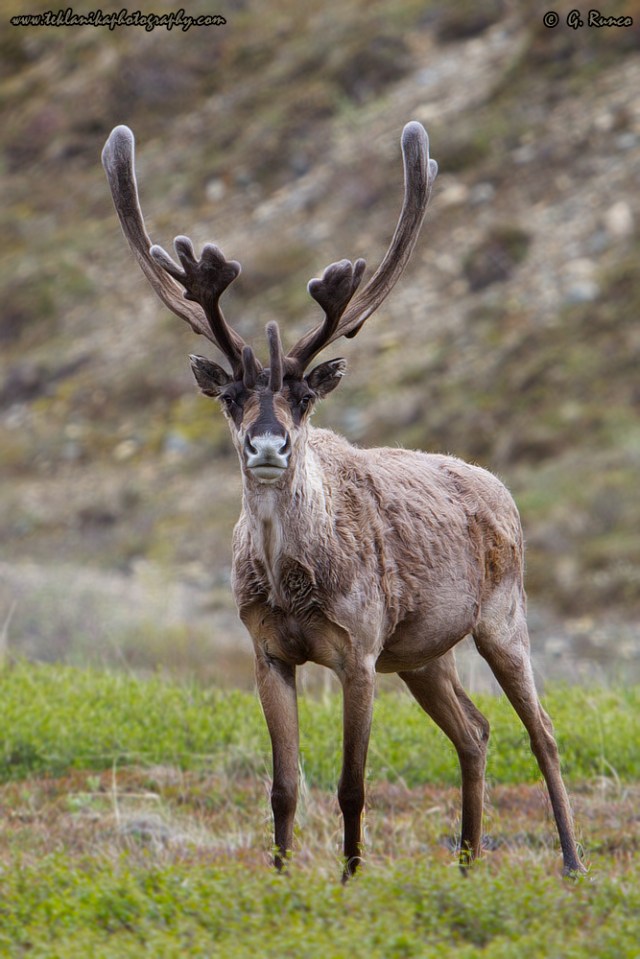 © Teklanika Photography 2014