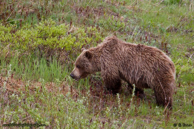 © Teklanika Photography 2014