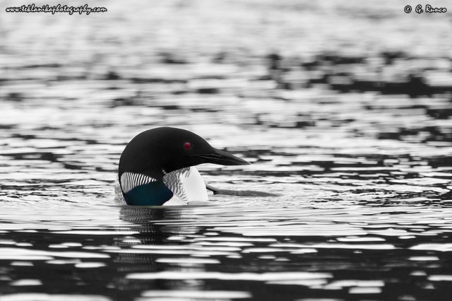 © Teklanika Photography 2014