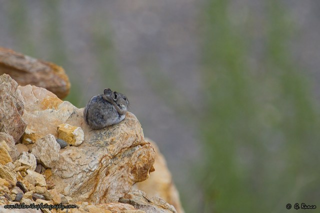 © Teklanika Photography 2014