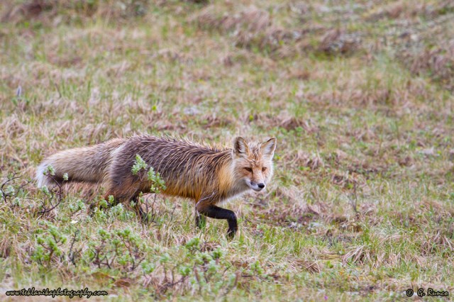 © Teklanika Photography 2014