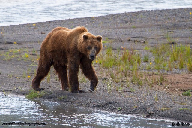 © Teklanika Photography 2014