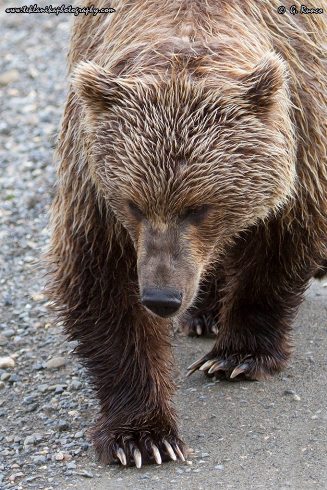 © Teklanika Photography 2014