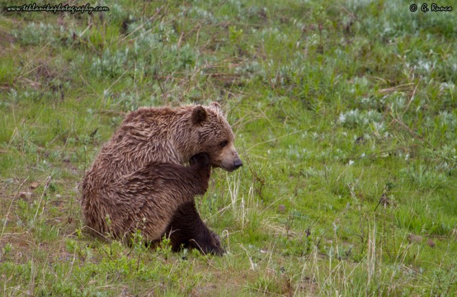 © Teklanika Photography 2014