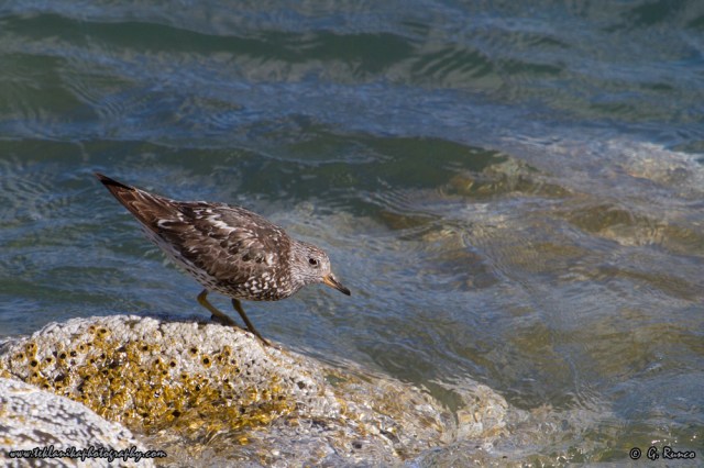 © Teklanika Photography 2014