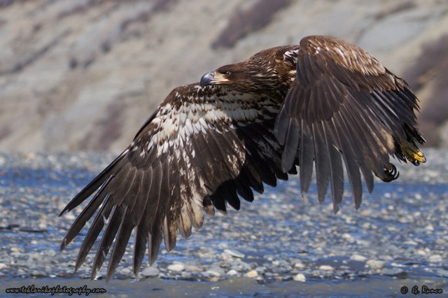 © Teklanika Photography 2014