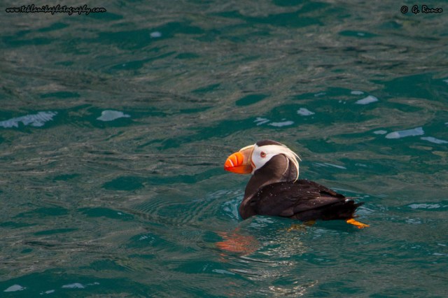 © Teklanika Photography 2014