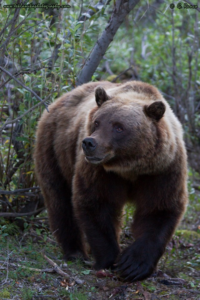 © Teklanika Photography 2014