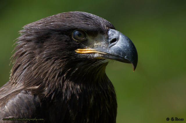 © Teklanika Photography 2014