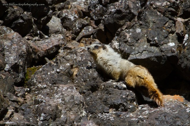 © Teklanika Photography 2014