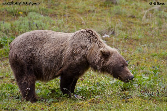 © Teklanika Photography 2014