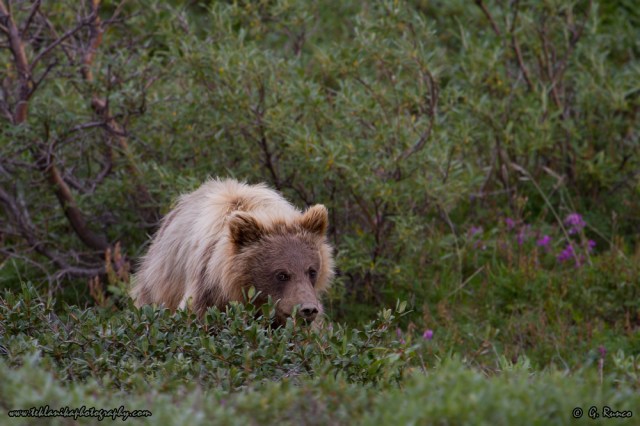 © Teklanika Photography 2014
