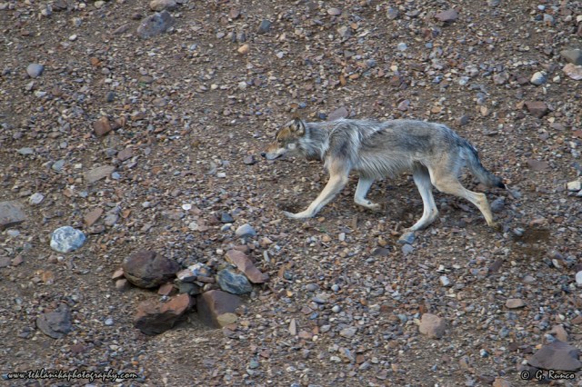 © Teklanika Photography 2014