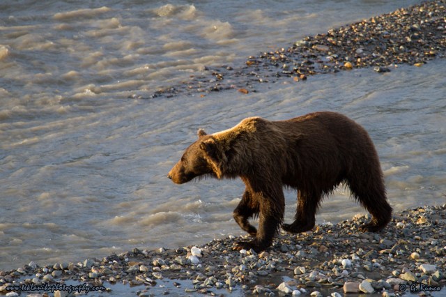 © Teklanika Photography 2014