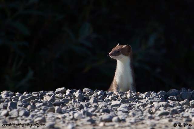 © Teklanika Photography 2014