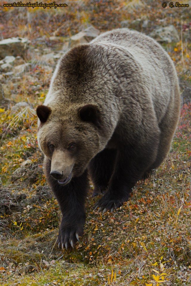 © Teklanika Photography 2014