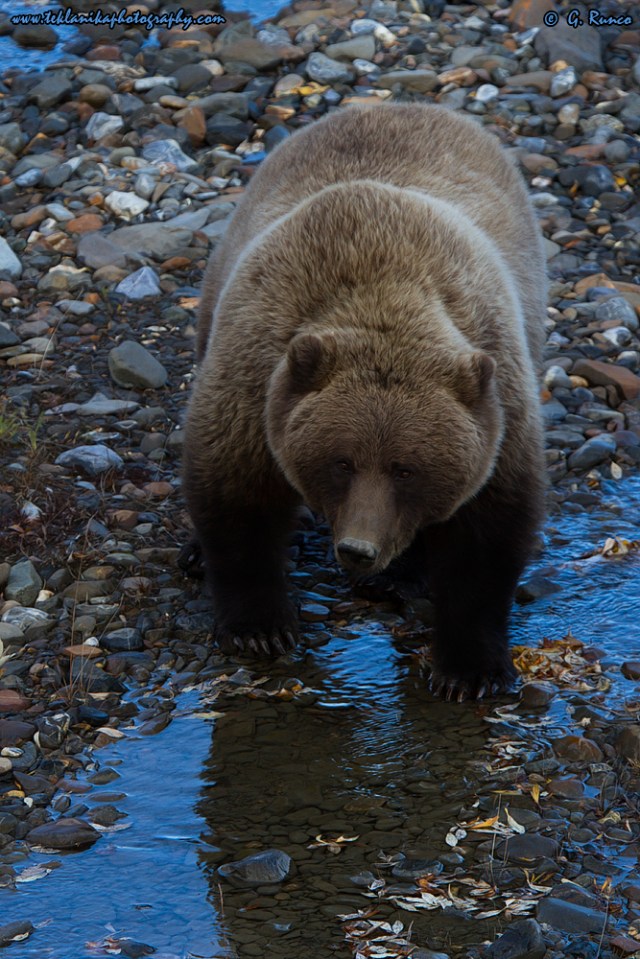 © Teklanika Photography 2014