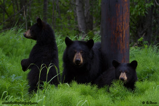 © Teklanika Photography 2014